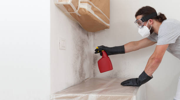 Professional Mold Remediation technician working in Weston, MA